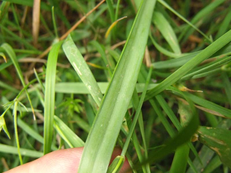 Allium maremmano - Allium roseum
